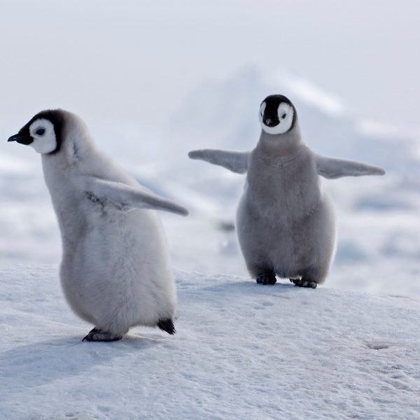 hình ảnh chim cánh cụt đuổi nhau