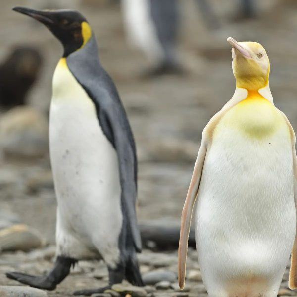 một hình ảnh của một con chim cánh cụt vàng quý hiếm