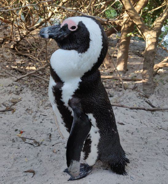 hình ảnh chim cánh cụt châu phi