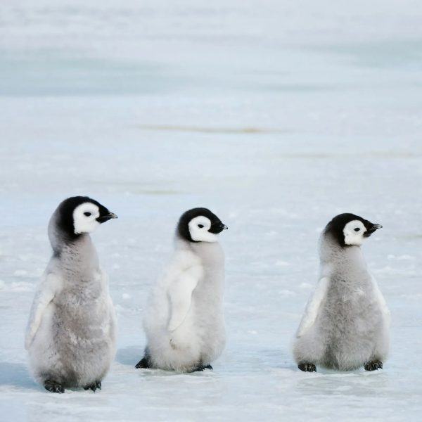 hình ảnh dễ thương của một con chim cánh cụt