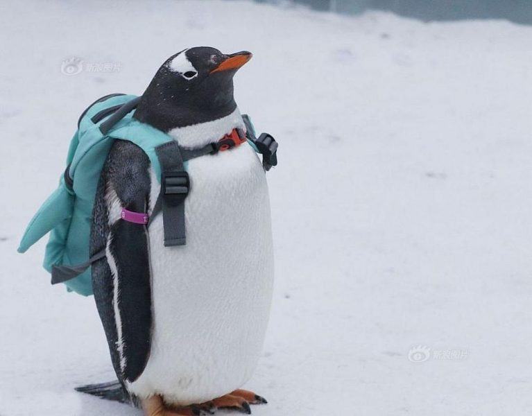 Hình ảnh dễ thương về chim cánh cụt