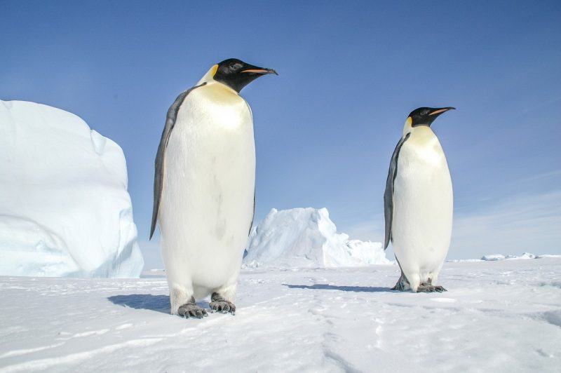 hình ảnh của một con chim cánh cụt khổng lồ