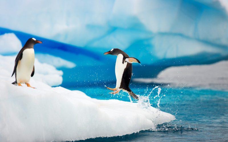 Hình ảnh dễ thương về chim cánh cụt