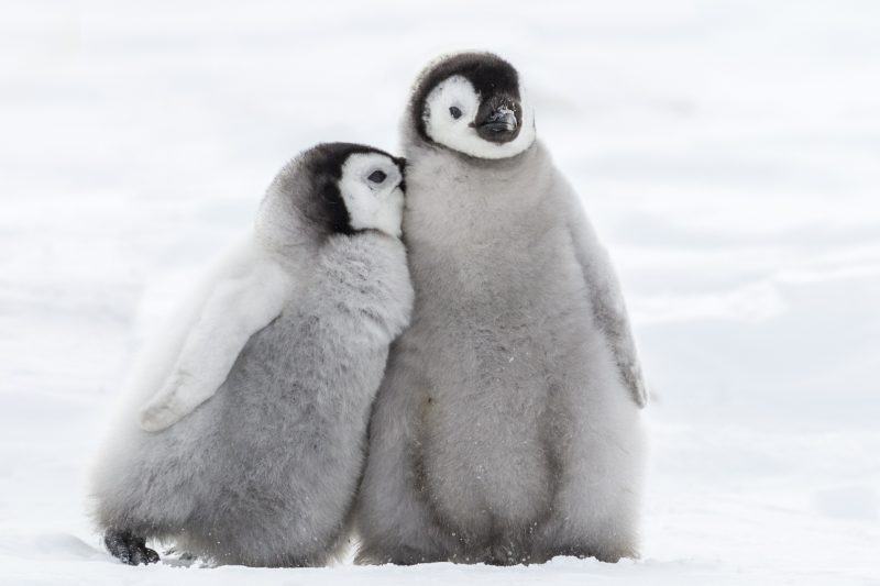 hình ảnh chim cánh cụt ở nam cực