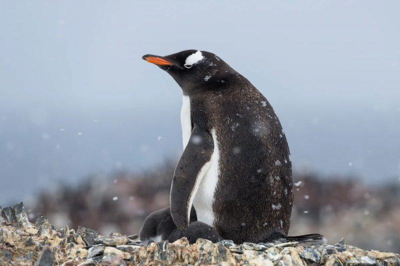 hình ảnh chú chim cánh cụt đang ngồi chăm sóc em bé