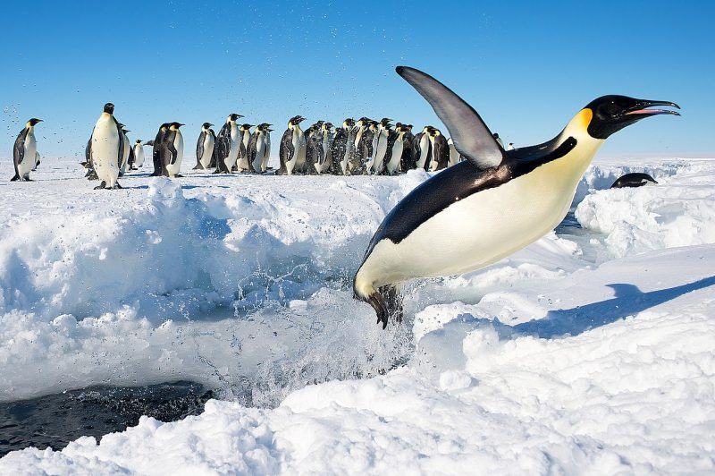 hình ảnh của một con chim cánh cụt nhảy