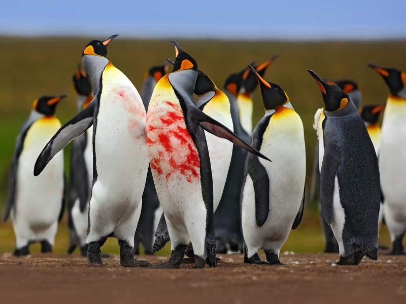 hình ảnh chim cánh cụt đánh nhau