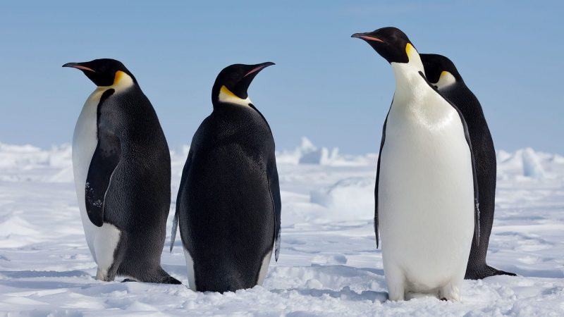 hình ảnh chim cánh cụt đứng trong tuyết