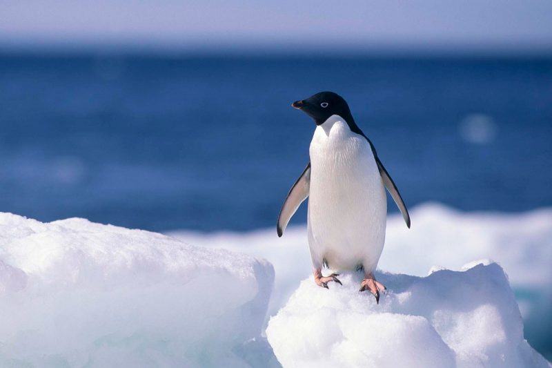 hình ảnh chim cánh cụt đứng trên tuyết
