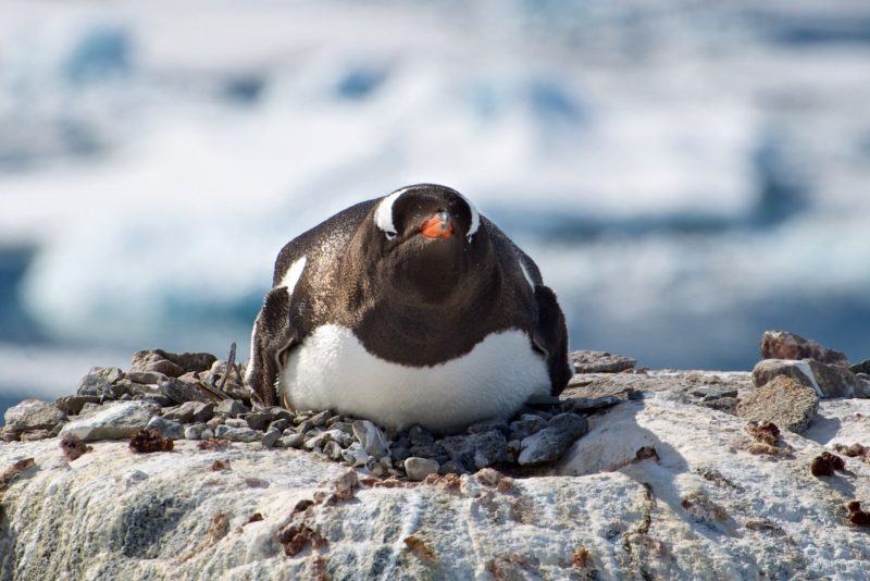 hình ảnh chim cánh cụt bị mắc kẹt