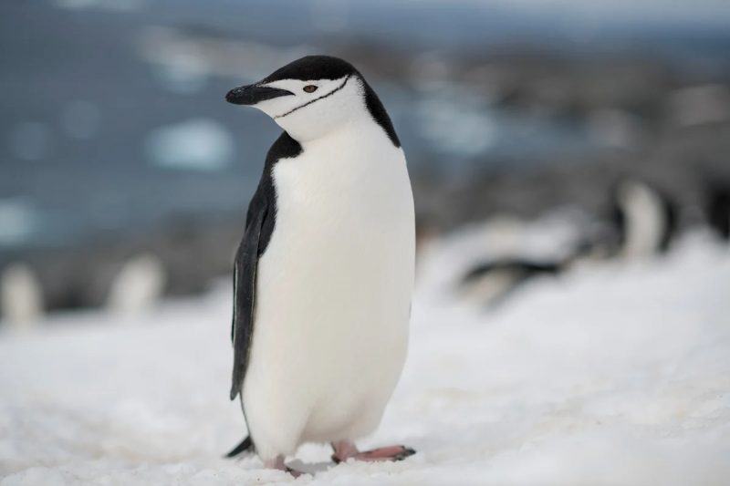 một hình ảnh của một con chim cánh cụt đứng một mình