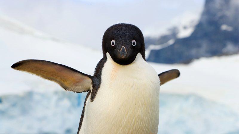 Hình ảnh chim cánh cụt ngộ nghĩnh