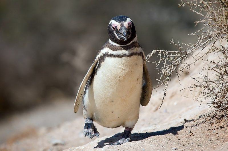 hình ảnh chim cánh cụt đang chạy