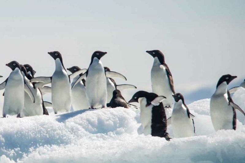 hình ảnh chim cánh cụt một đàn chim tập hợp