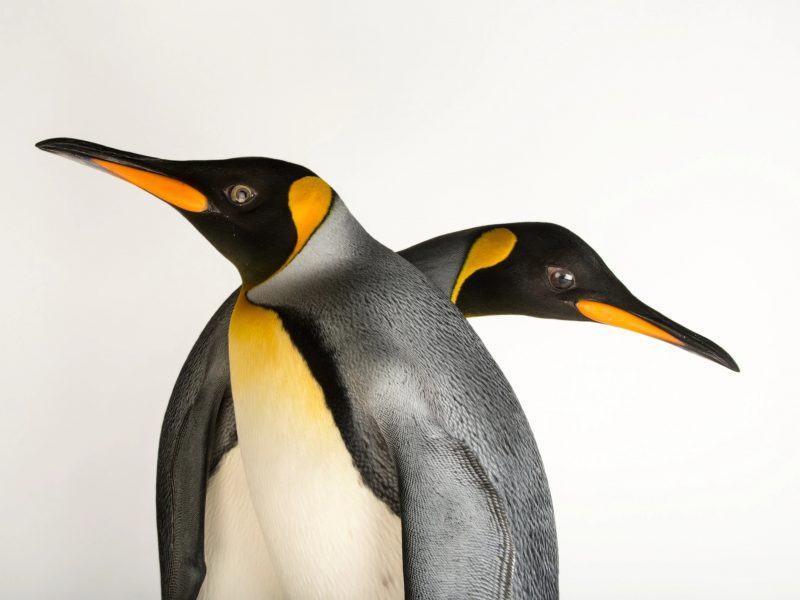 hình ảnh chim cánh cụt đi ngang qua nhau