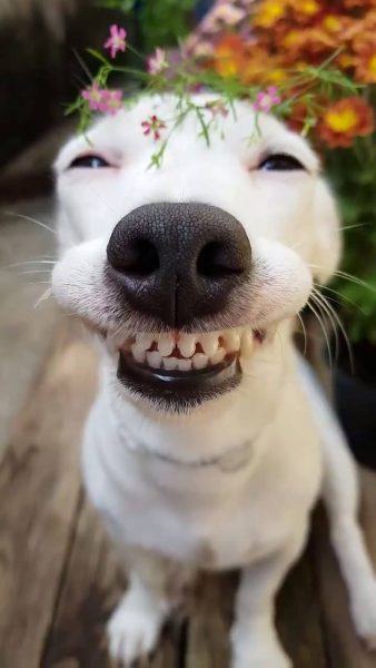 Hình ảnh chó cỏ cười