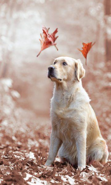 Con chó vàng là hình ảnh chiếc lá phong