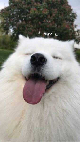 Hình ảnh chú chó Samoyed đang cười