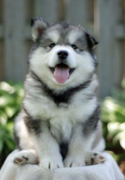 Hình ảnh chú chó Alaskan Malamute với nụ cười rạng rỡ
