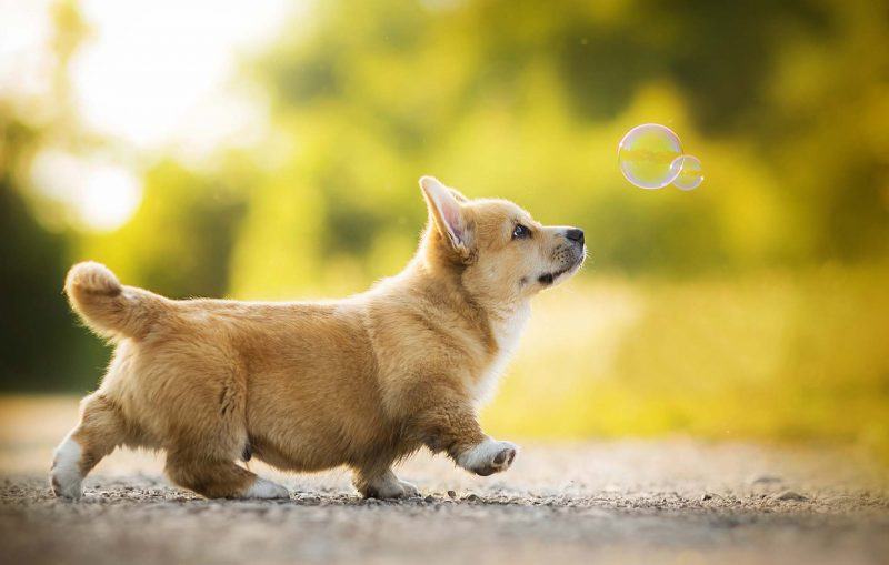 hình ảnh con chó chơi với bong bóng xà phòng