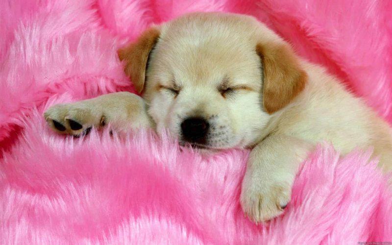 hình ảnh cún con ngủ trên khăn hồng