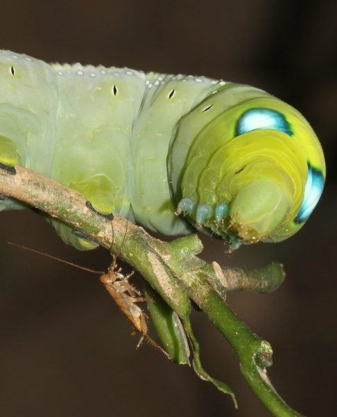 sâu bướm mắt xanh