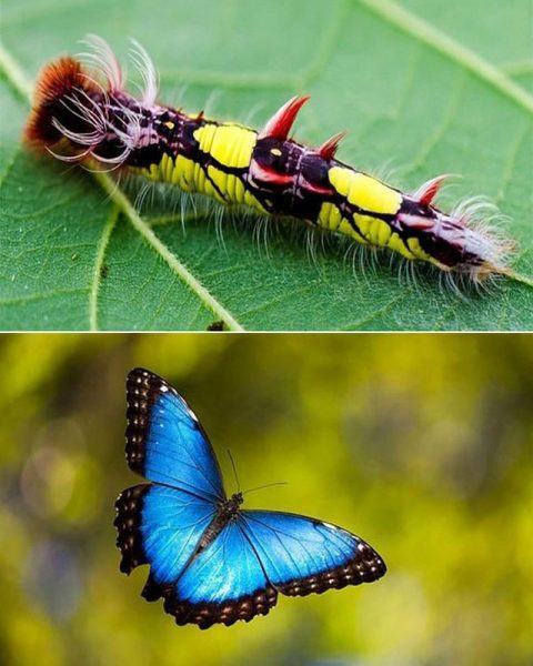 một hình ảnh của một con sâu bướm