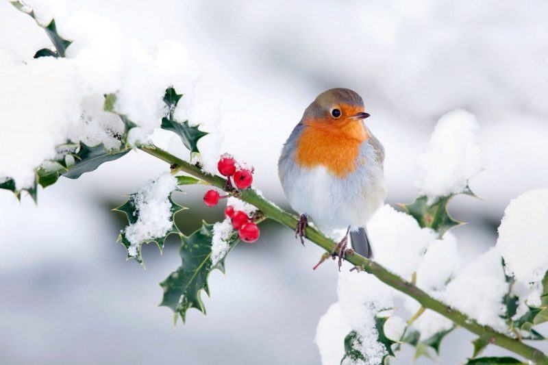 hình ảnh chim sơn ca vào một ngày mùa đông