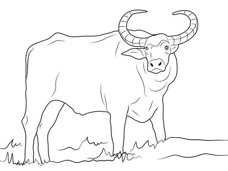Tuyển tập tranh tô màu con bò cho bé tập tô  Trang tô màu Hình ảnh Động  vật