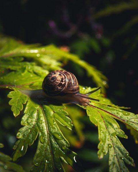 Một con ốc nhìn thấy trên một chiếc lá ướt
