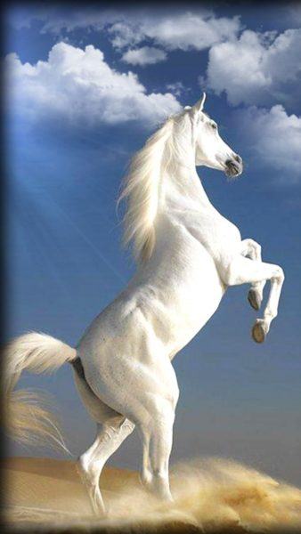 hình ảnh ngựa trắng đẹp