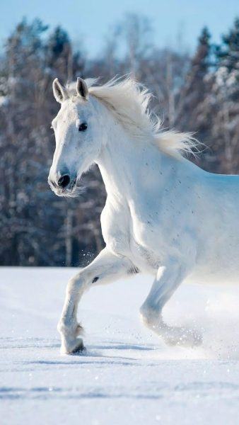 hình ảnh của một con ngựa trắng trong tuyết