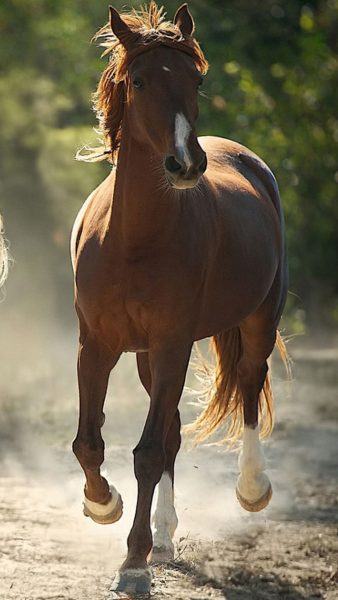 một hình ảnh của một con ngựa miễn phí