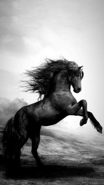 hình ảnh con ngựa đen có bờm