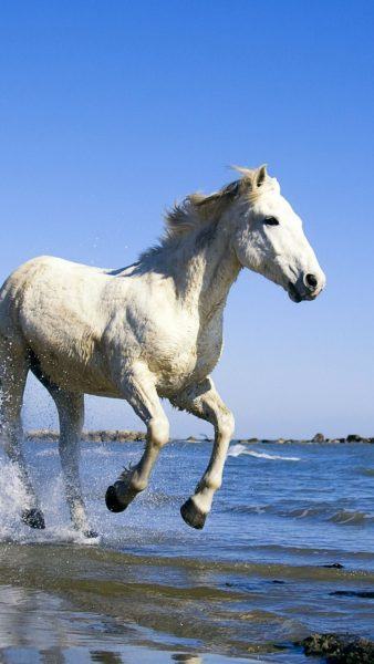 hình ảnh của một con ngựa trắng trên biển