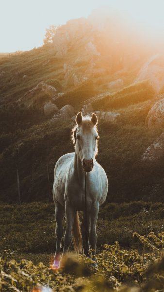 Hình ảnh chú ngựa đẹp trên thảo nguyên