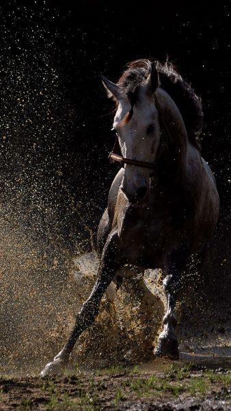 hình ảnh con ngựa chạy trong bùn