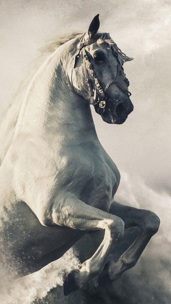 hình ảnh chú ngựa trắng dũng mãnh