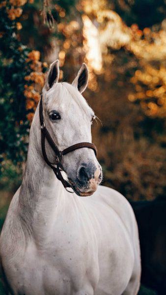 hình ảnh ngựa đẹp