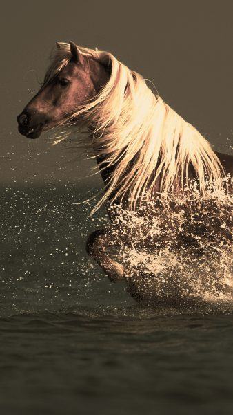 một hình ảnh của một con ngựa chạy qua sông