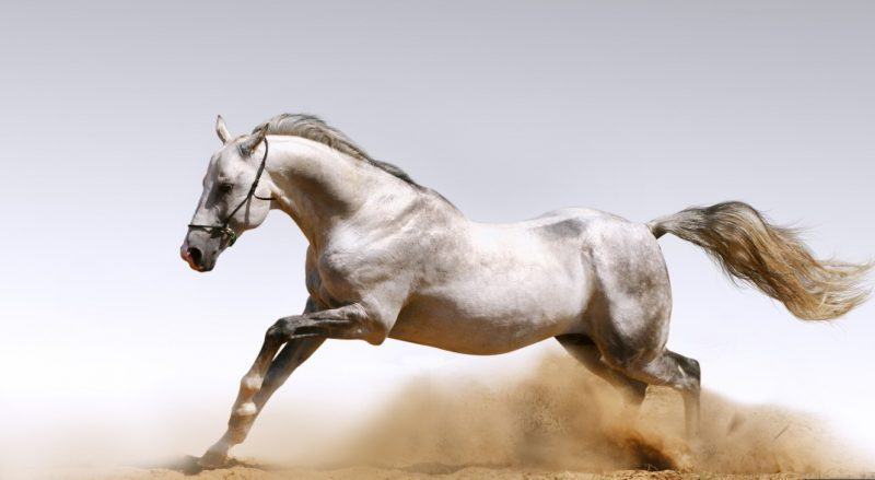 Hình ảnh 3D của một con ngựa