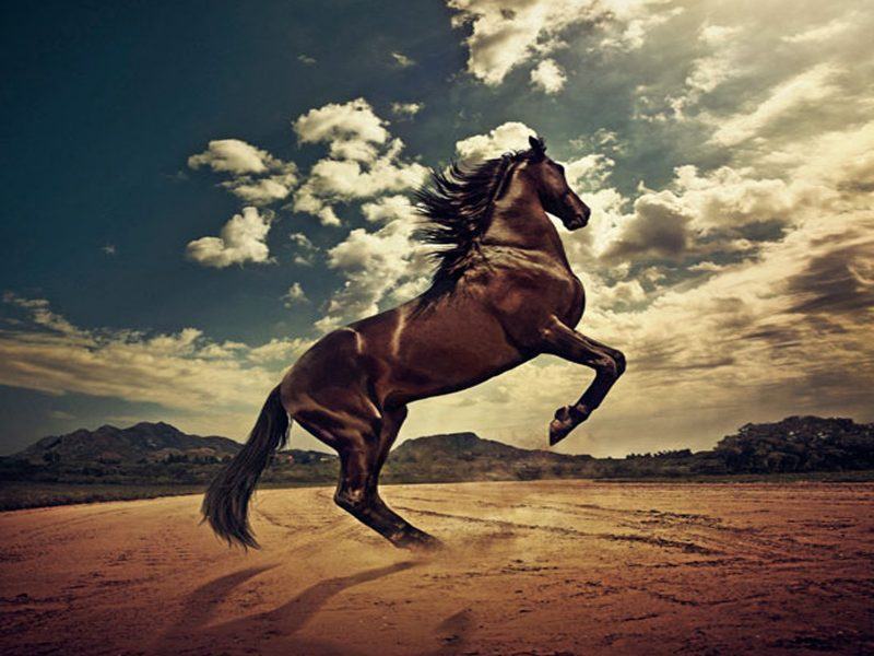 hình ảnh con ngựa đứng bằng hai chân