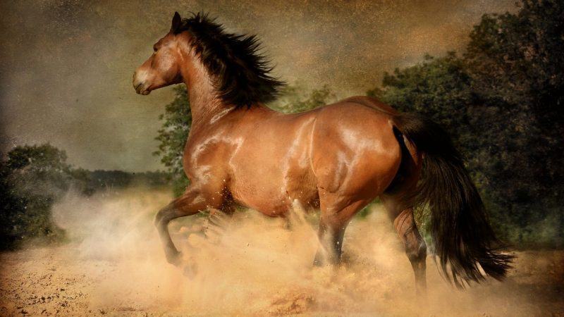 một hình ảnh của một con ngựa đang chạy
