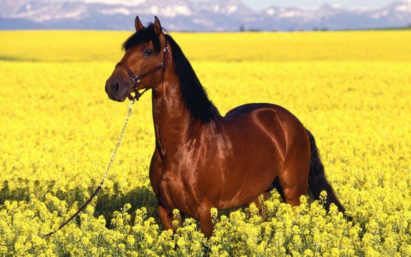 hình ảnh con ngựa trên cánh đồng hoa cải dầu