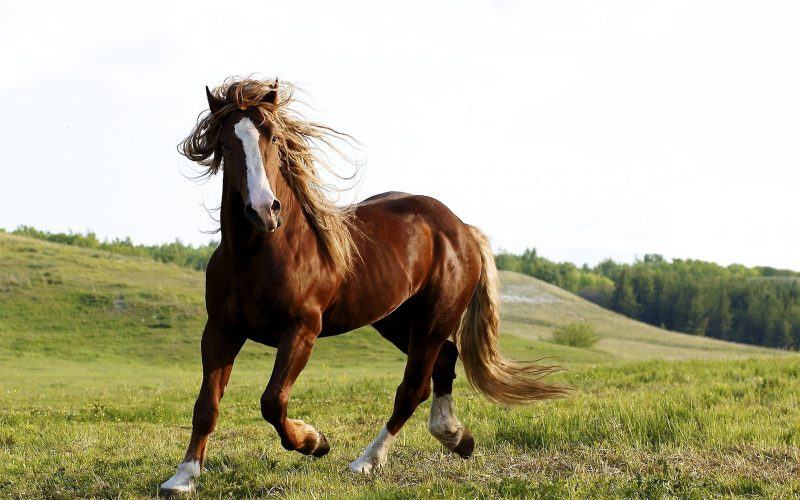 hình ảnh một con ngựa màu tím với đôi chân trắng