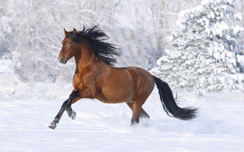 hình ảnh của một con ngựa chạy trong tuyết