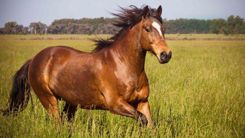 hình ảnh con ngựa trên cánh đồng