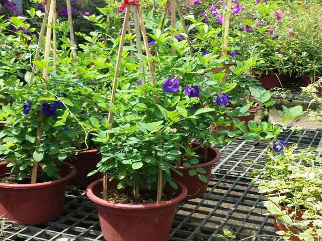 cách trồng cây hoa đậu biếc