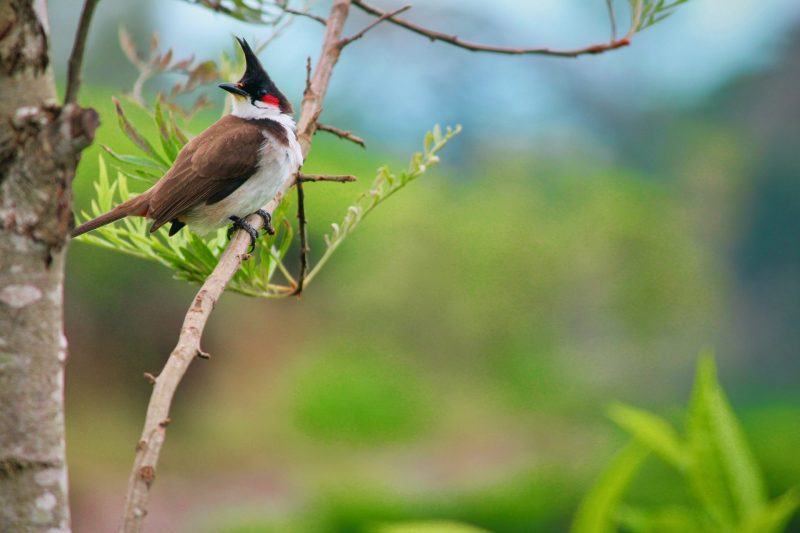 hình ảnh của một con chim quanh đầu