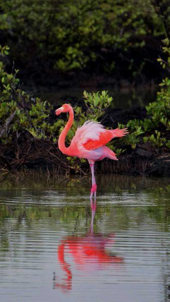 flamingo tắm hình ảnh